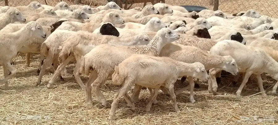 رخال رفيدي من 550 0