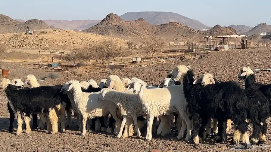 ارخال نجاده وحريه صنف طيبه 5