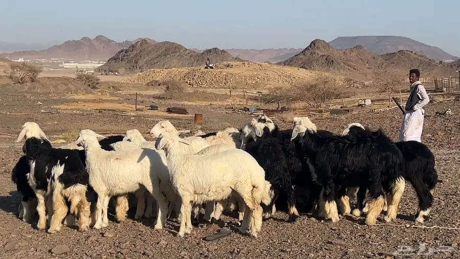 ارخال نجاده وحريه صنف طيبه 3