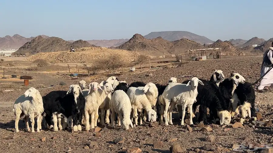 ارخال نجاده وحريه صنف طيبه 1