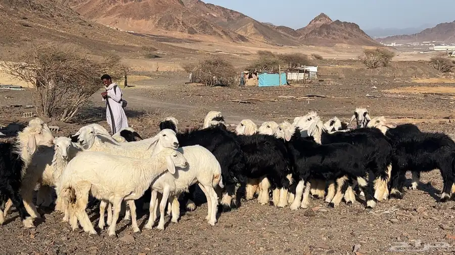 ارخال نجاده وحريه صنف طيبه 2