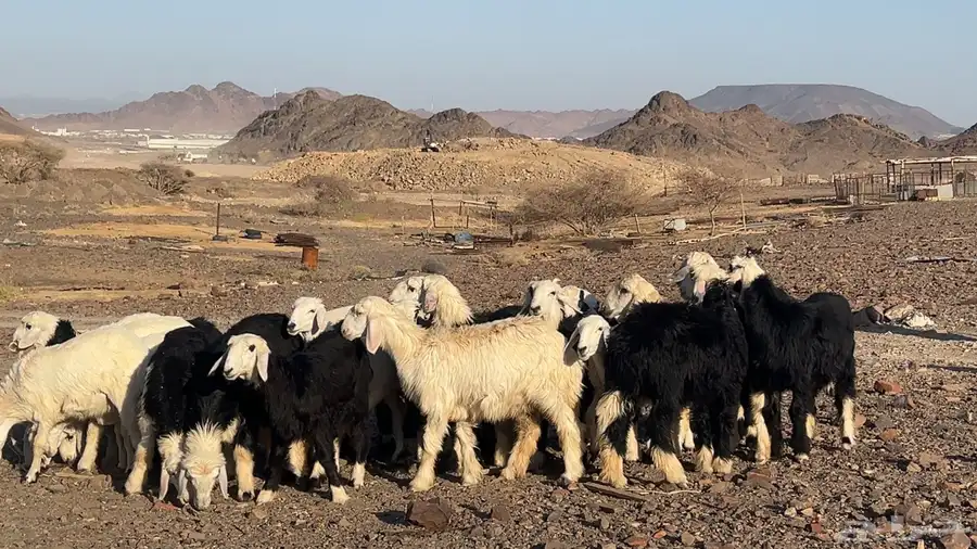 ارخال نجاده وحريه صنف طيبه 4