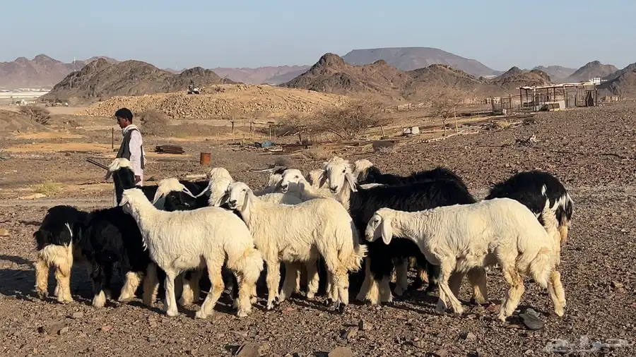 ارخال نجاده وحريه صنف طيبه 8