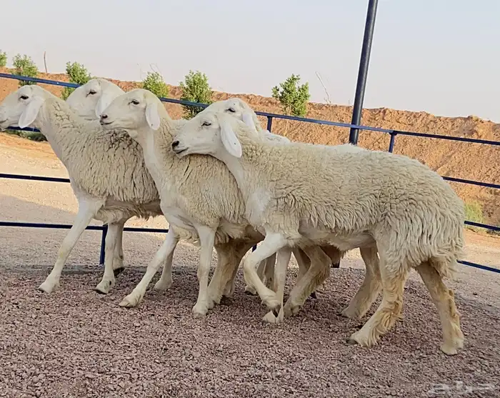 حريات صنف منوة ألقاني (تم البيع) 2