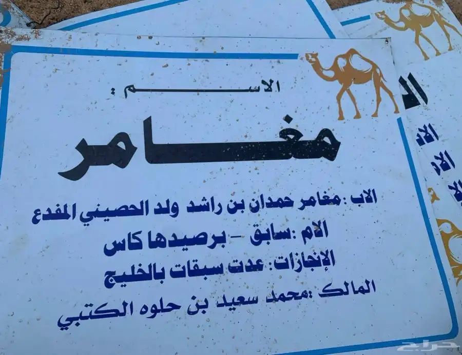 بكره اصيل مفروده للبيع سلالتها طيبه وسبق من النوادر 6