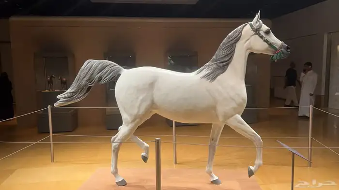 اسطبل اوراد ديراب للخيل 4