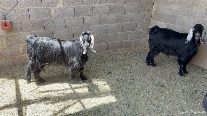 معزا عوارض طيبه 1