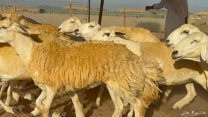 سلام عليكم ورحمة الله وبركاته 3