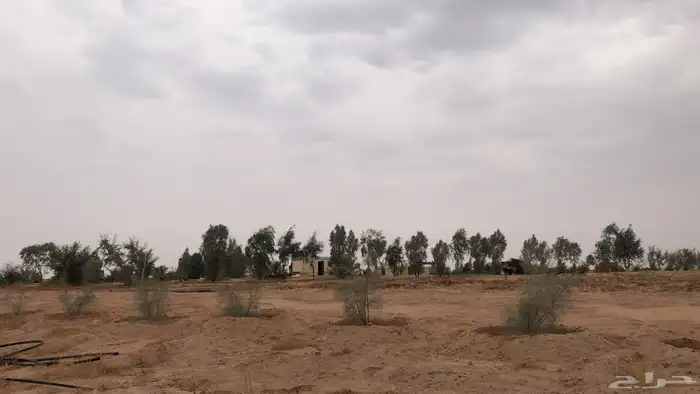 مزرعه للإيجار القصيم مدرج 8