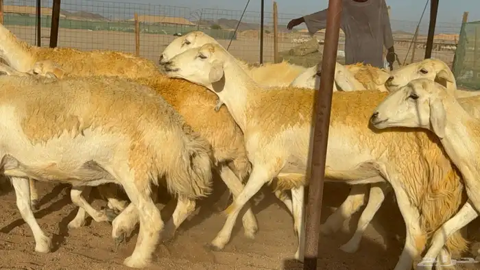 سلام عليكم ورحمة الله وبركاته 6