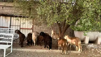سواكن مرابي 0