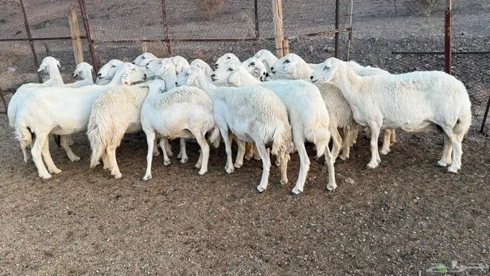 ضان حريات 3