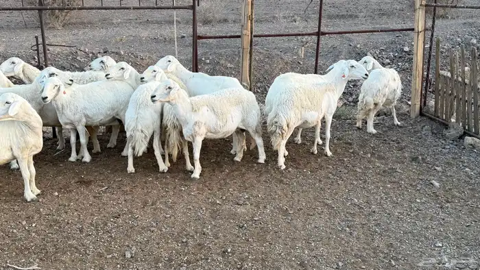 ضان حريات 4