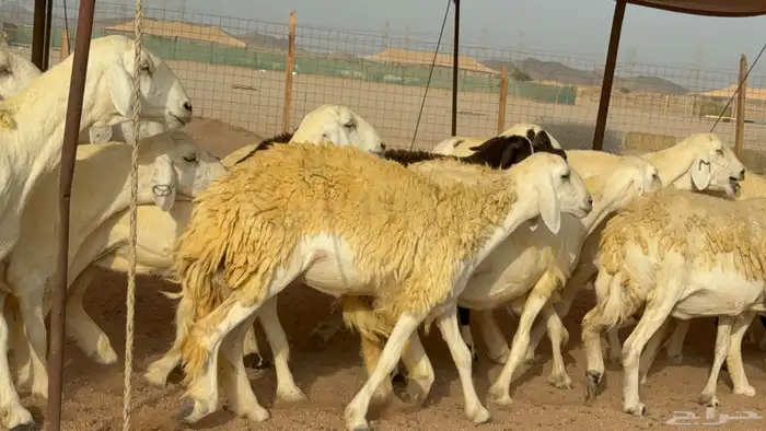 سلام عليكم ورحمة الله وبركاته 15