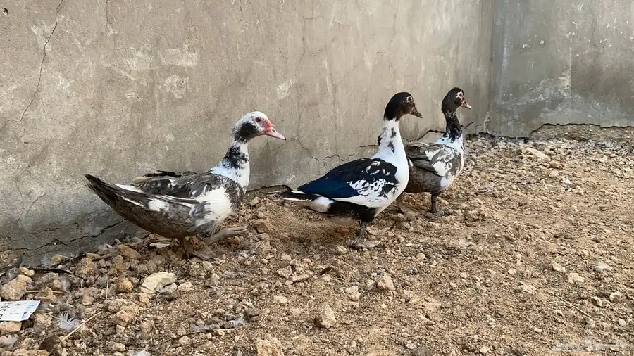 بط مصري مسكوفي مكسوفي ذكر بط 0