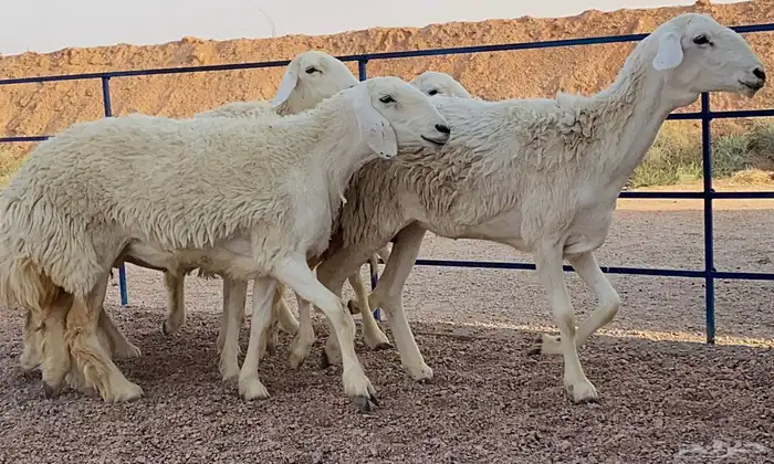 حريات صنف منوة ألقاني (تم البيع) 1