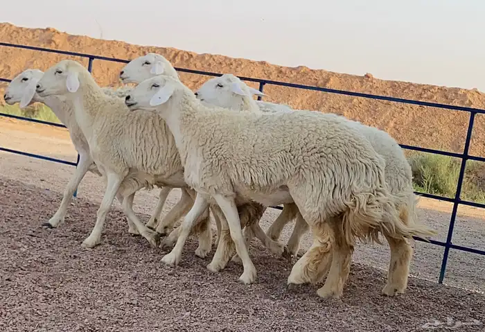 حريات صنف منوة ألقاني (تم البيع) 0