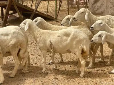 35 غنم حريات مراح دفيع وشي ع ولاده غنم منوة القاني تم البيع 10