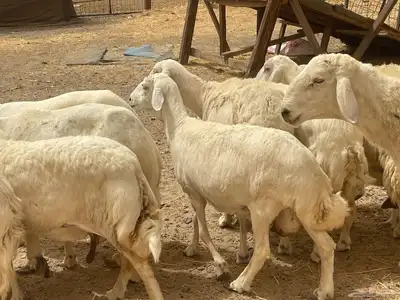 35 غنم حريات مراح دفيع وشي ع ولاده غنم منوة القاني تم البيع 12