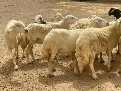35 غنم حريات مراح دفيع وشي ع ولاده غنم منوة القاني تم البيع 20