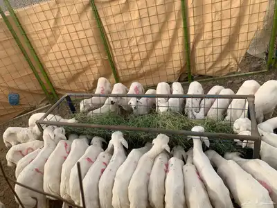 بهم مهجن الام رفيديه الاب حري 0