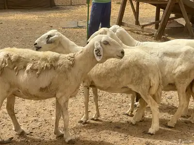 35 غنم حريات مراح دفيع وشي ع ولاده غنم منوة القاني تم البيع 19
