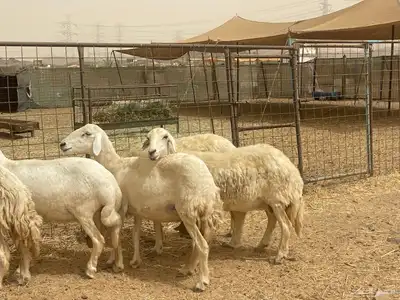 35 غنم حريات مراح دفيع وشي ع ولاده غنم منوة القاني تم البيع 6