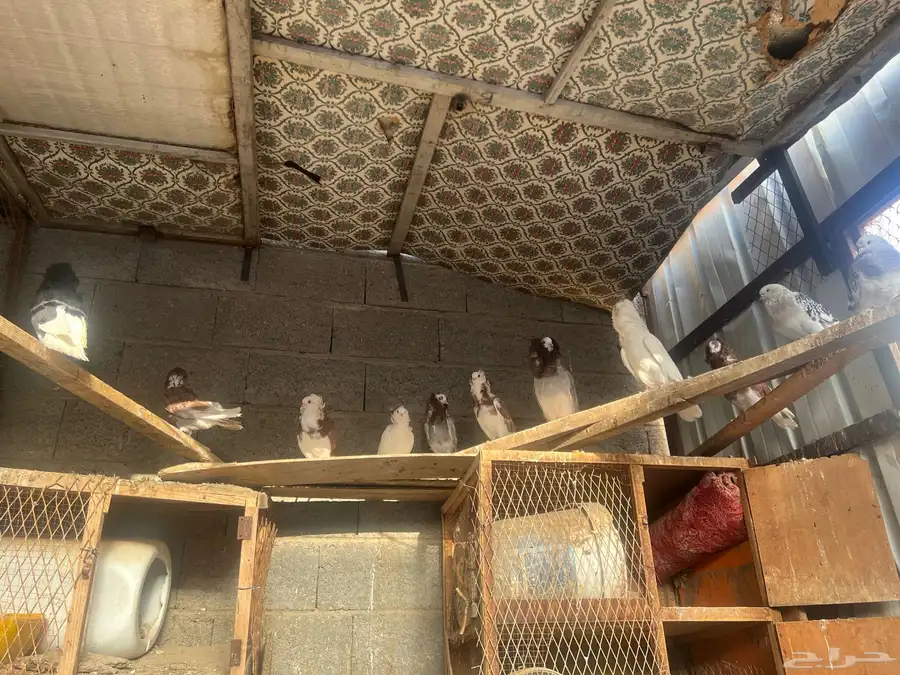 حمام بلجيكي وجاكوبين 18