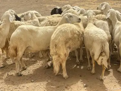 35 غنم حريات مراح دفيع وشي ع ولاده غنم منوة القاني تم البيع 15