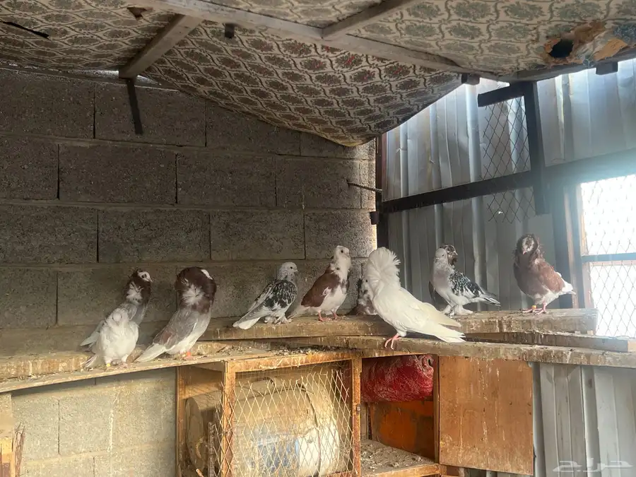 حمام بلجيكي وجاكوبين 25