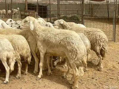 35 غنم حريات مراح دفيع وشي ع ولاده غنم منوة القاني تم البيع 16