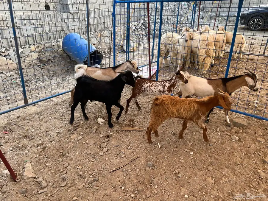 الريان للذبائح الطازجة 3