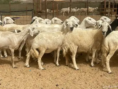 35 غنم حريات مراح دفيع وشي ع ولاده غنم منوة القاني تم البيع 1