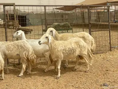 35 غنم حريات مراح دفيع وشي ع ولاده غنم منوة القاني تم البيع 5