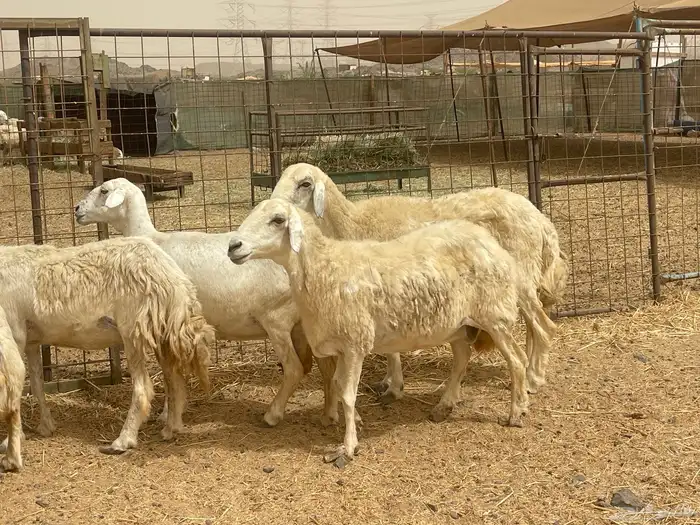 35 غنم حريات مراح دفيع وشي ع ولاده غنم منوة القاني تم البيع 5
