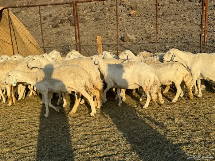 ضان حريات طيبه 2