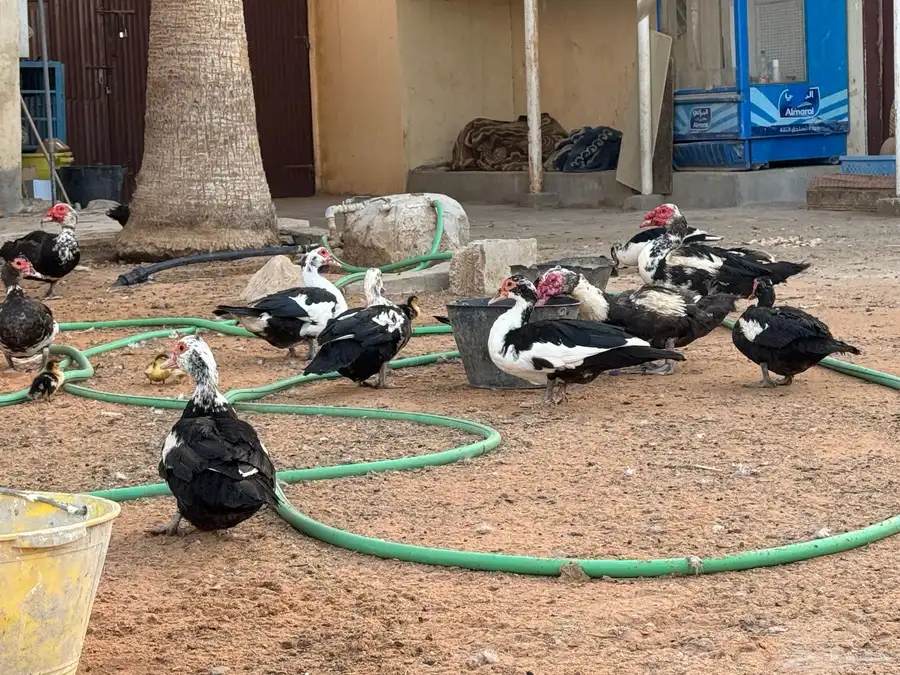بط مسكوفي للبيع بأسعار الجملة بيع جملة وتفريد للبيع بالخرج 5