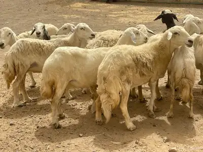 35 غنم حريات مراح دفيع وشي ع ولاده غنم منوة القاني تم البيع 11