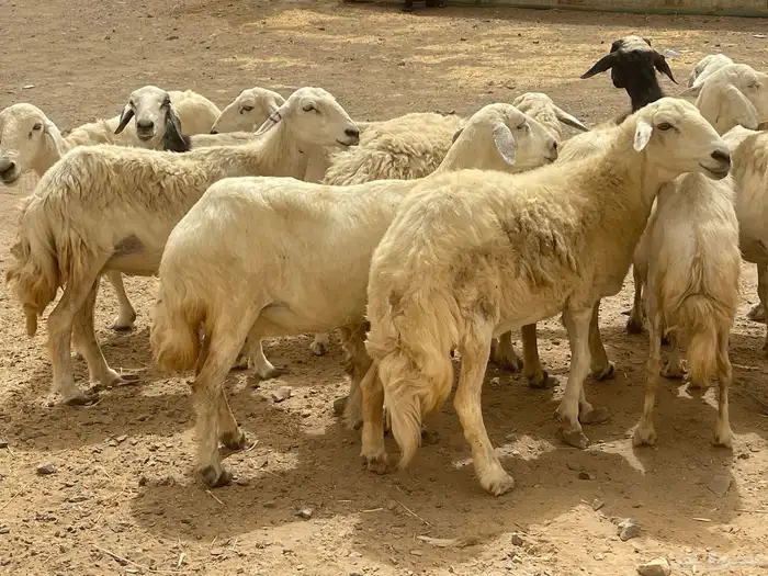 35 غنم حريات مراح دفيع وشي ع ولاده غنم منوة القاني تم البيع 11