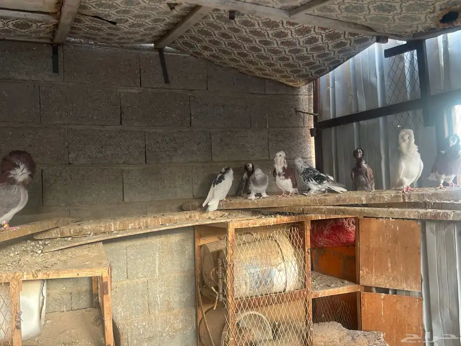 حمام بلجيكي وجاكوبين 21