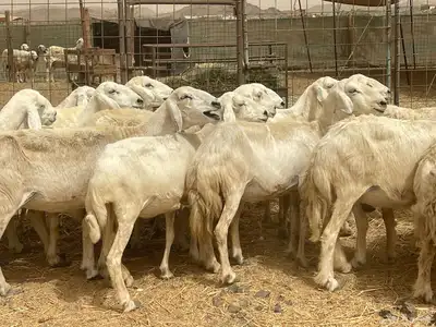 35 غنم حريات مراح دفيع وشي ع ولاده غنم منوة القاني تم البيع 7