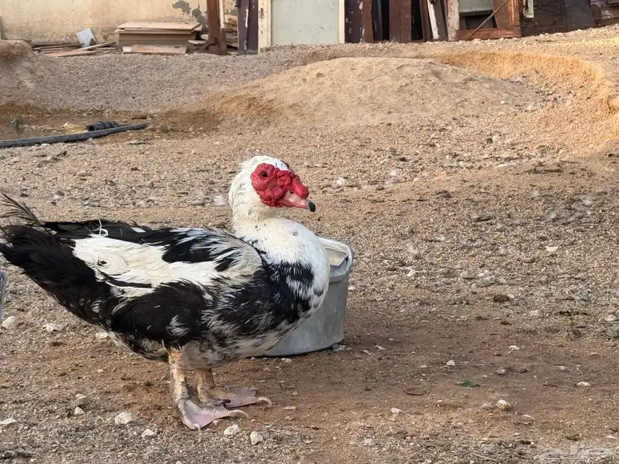 بط مسكوفي للبيع بأسعار الجملة بيع جملة وتفريد للبيع بالخرج 10