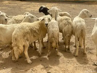 35 غنم حريات مراح دفيع وشي ع ولاده غنم منوة القاني تم البيع 13