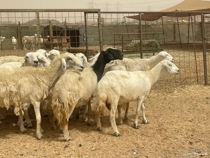 35 غنم حريات مراح دفيع وشي ع ولاده غنم منوة القاني تم البيع 17