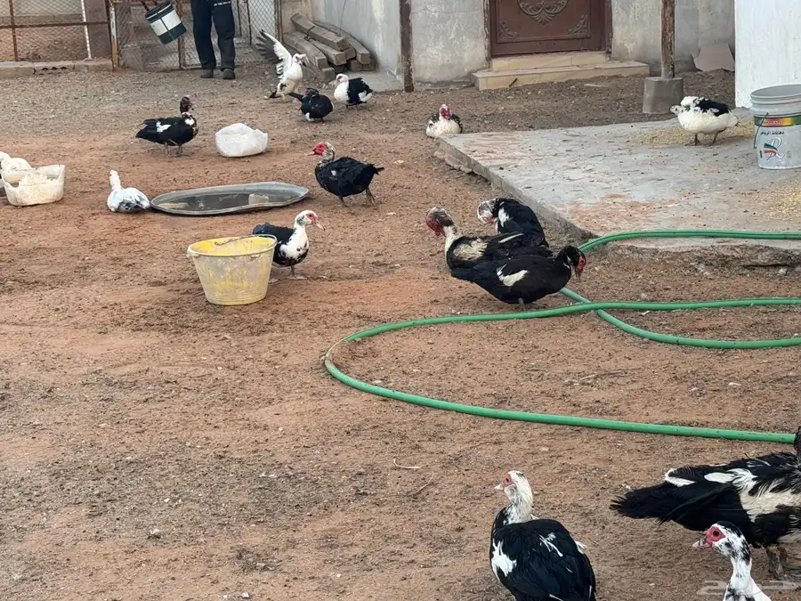 بط مسكوفي للبيع بأسعار الجملة بيع جملة وتفريد للبيع بالخرج 2
