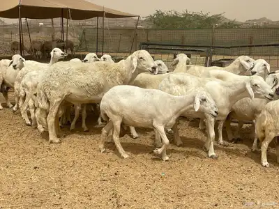 35 غنم حريات مراح دفيع وشي ع ولاده غنم منوة القاني تم البيع 18
