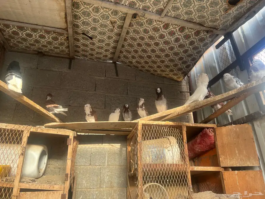 حمام بلجيكي وجاكوبين 19