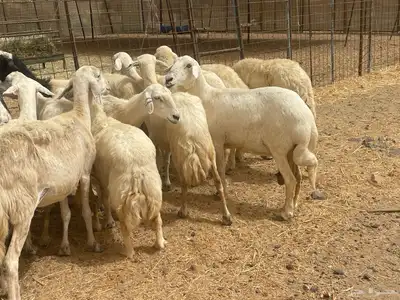 35 غنم حريات مراح دفيع وشي ع ولاده غنم منوة القاني تم البيع 2