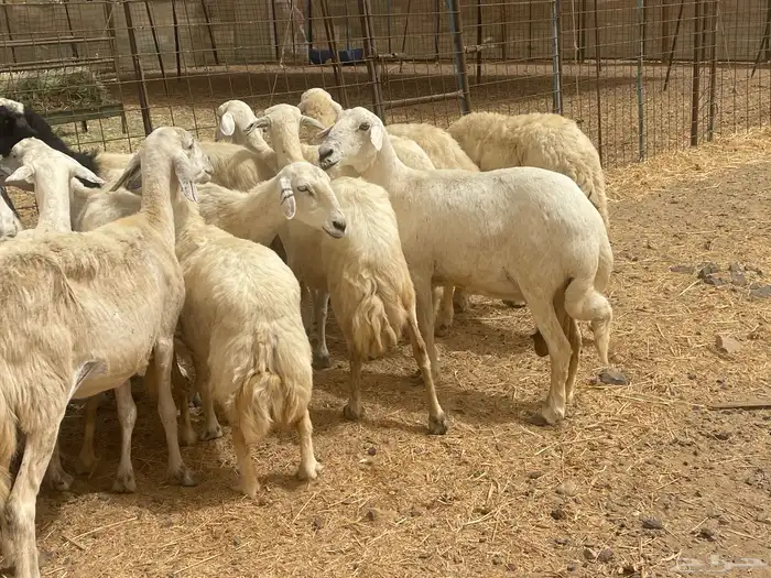 35 غنم حريات مراح دفيع وشي ع ولاده غنم منوة القاني تم البيع 2
