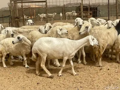 35 غنم حريات مراح دفيع وشي ع ولاده غنم منوة القاني تم البيع 4